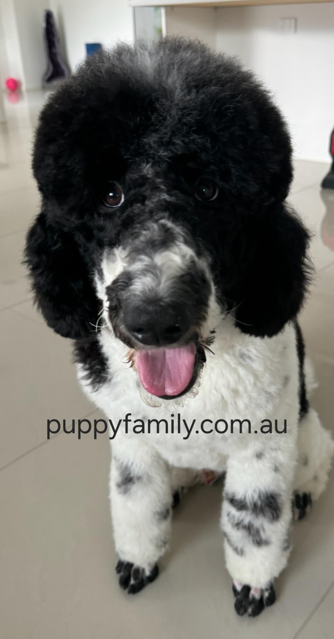 Puppies for sale Melbourne