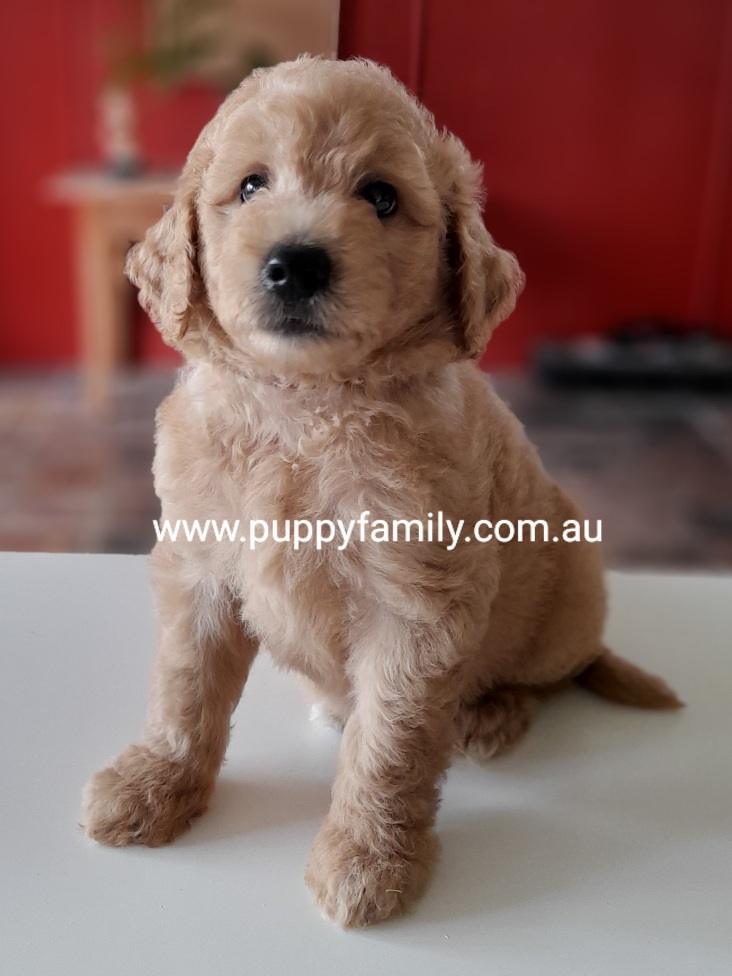 Groodle Puppies Melbourne