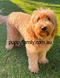 Puppies for sale Central Coast