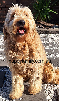 Puppies for sale Sydney
