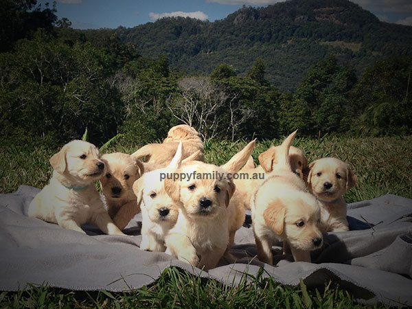 Puppies for sale Central Coast