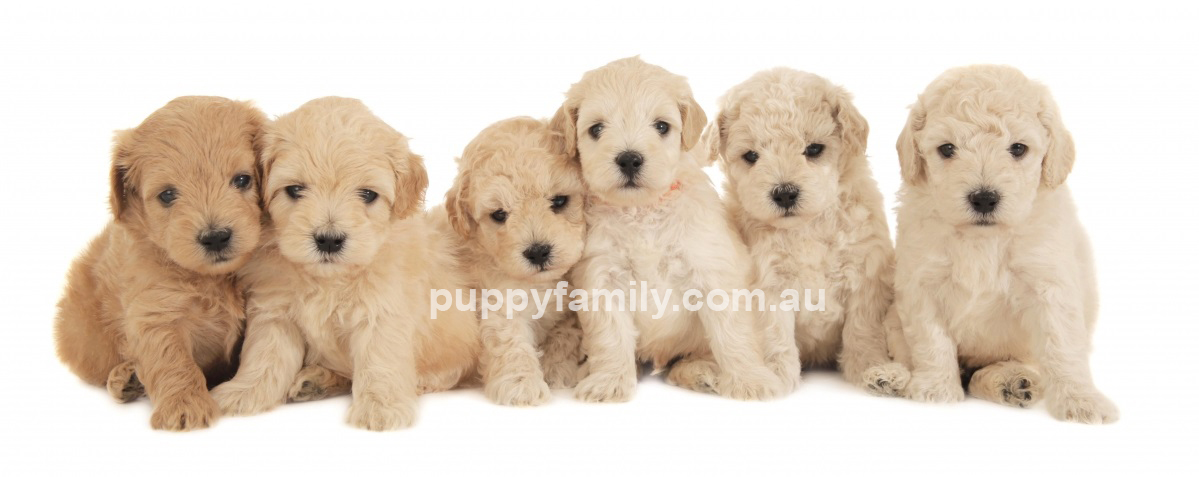 Puppies Melbourne Groodles for sale