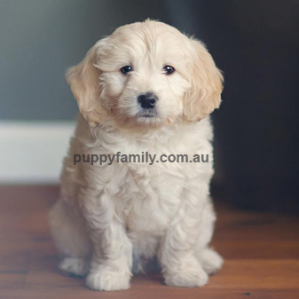 Groodle Puppies for Sale Central Coast