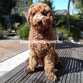 Puppies for sale Melbourne